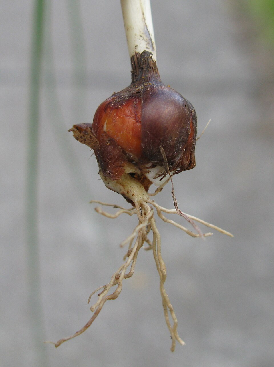 Romulea rosea (Rosy sandcrocus) (alternate view 2)
