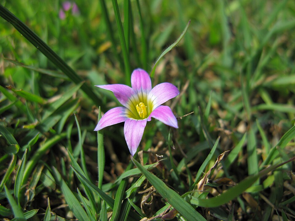 Romulea rosea (Rosy sandcrocus) (alternate view 3)