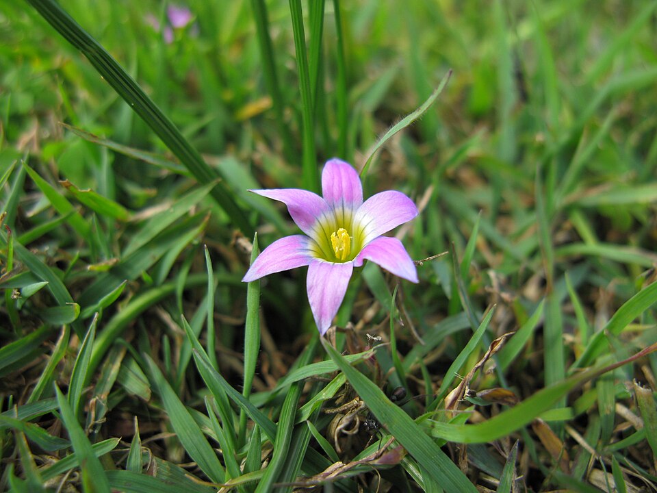 Romulea rosea (Rosy sandcrocus) (alternate view 4)