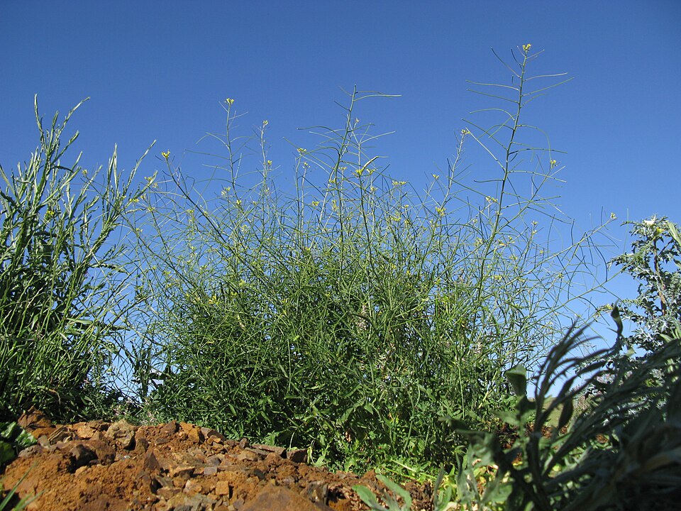 Sisymbrium orientale (eastern rocket)