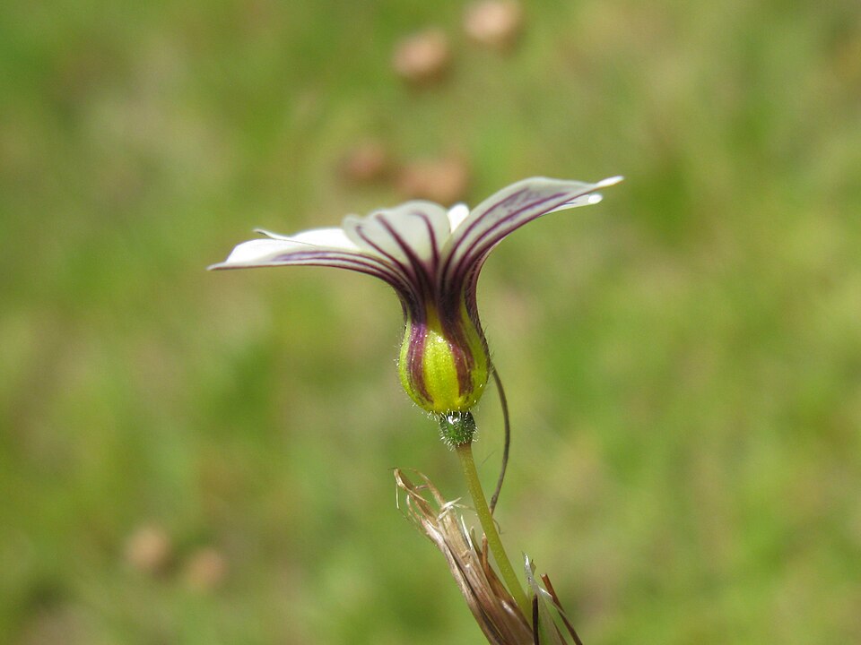Sisyrinchium micranthum (Blue Pigroot) (alternate view 8)