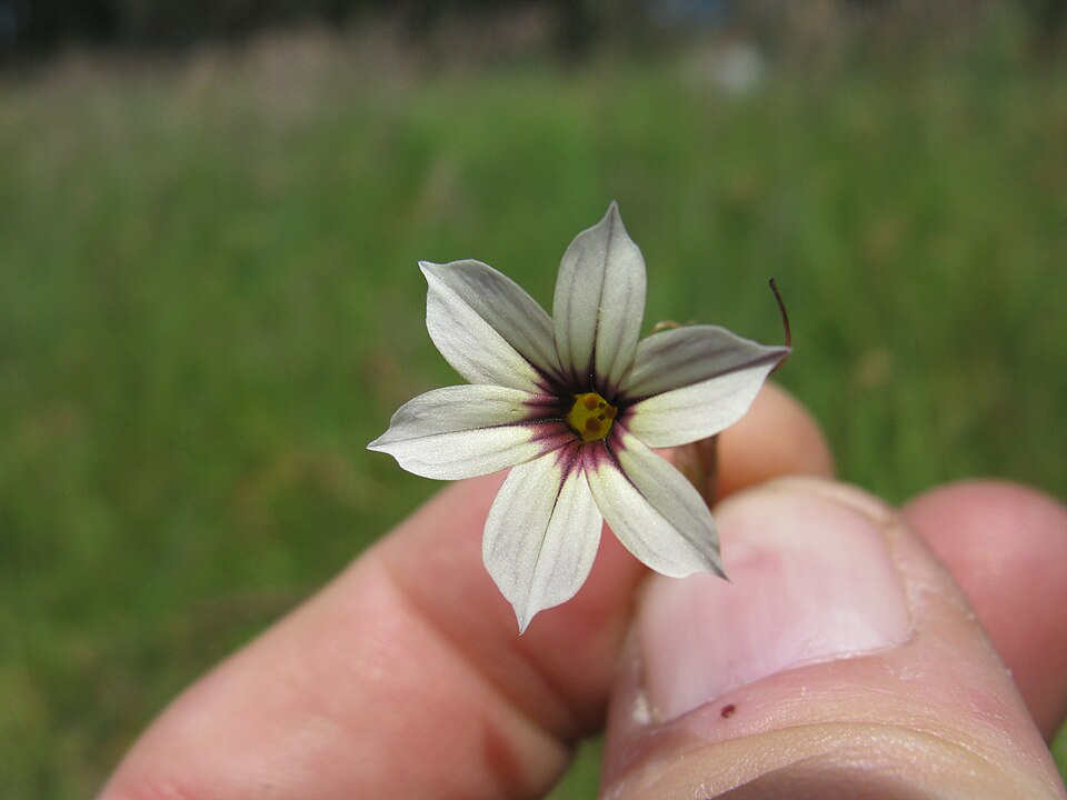 Sisyrinchium micranthum (Blue Pigroot) (alternate view 9)