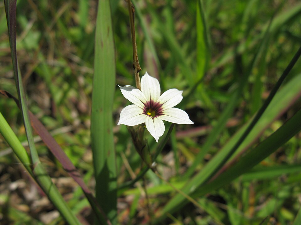 Sisyrinchium micranthum (Blue Pigroot) (alternate view 10)