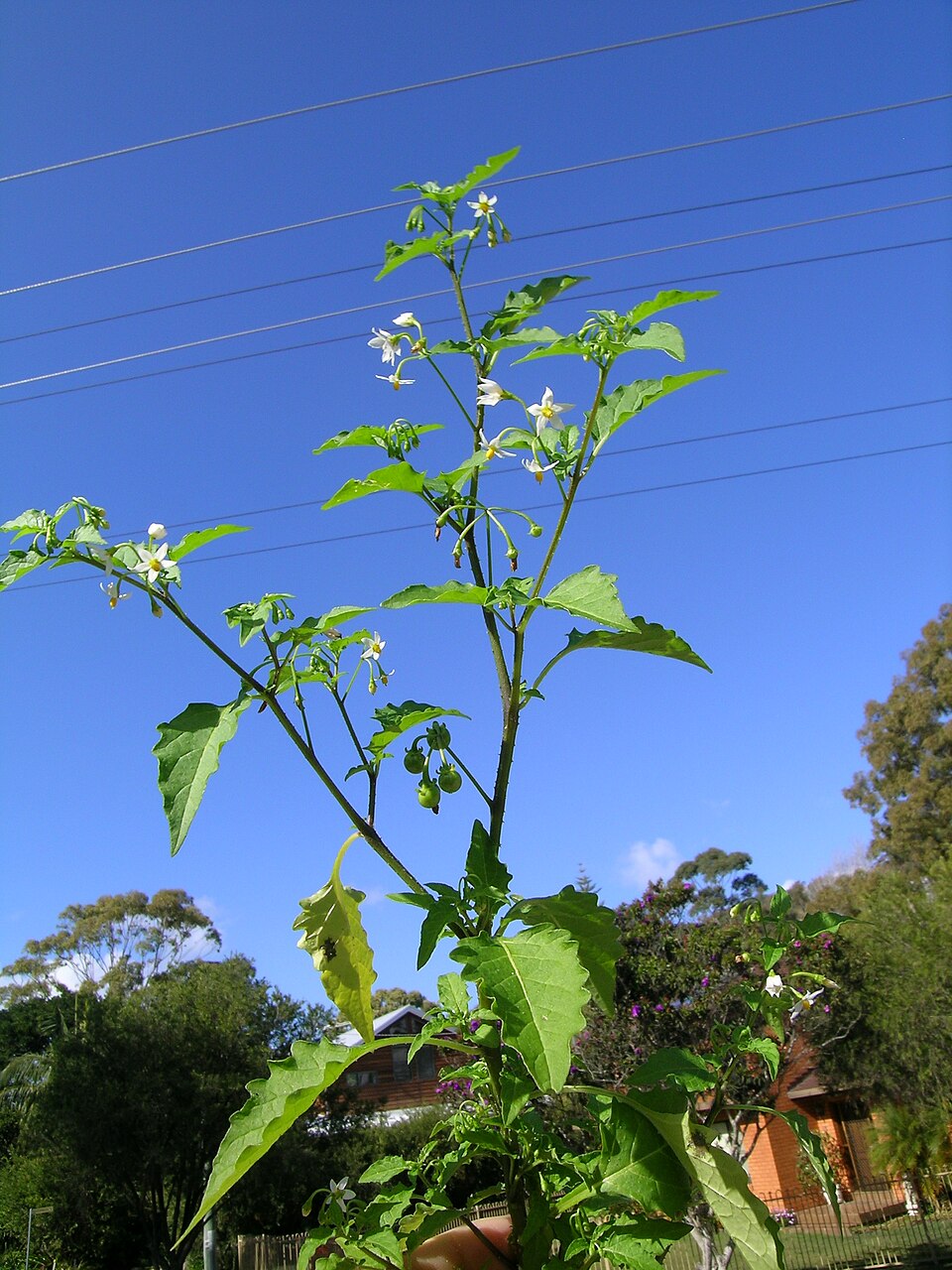 Solanum americanum (American black nightshade)