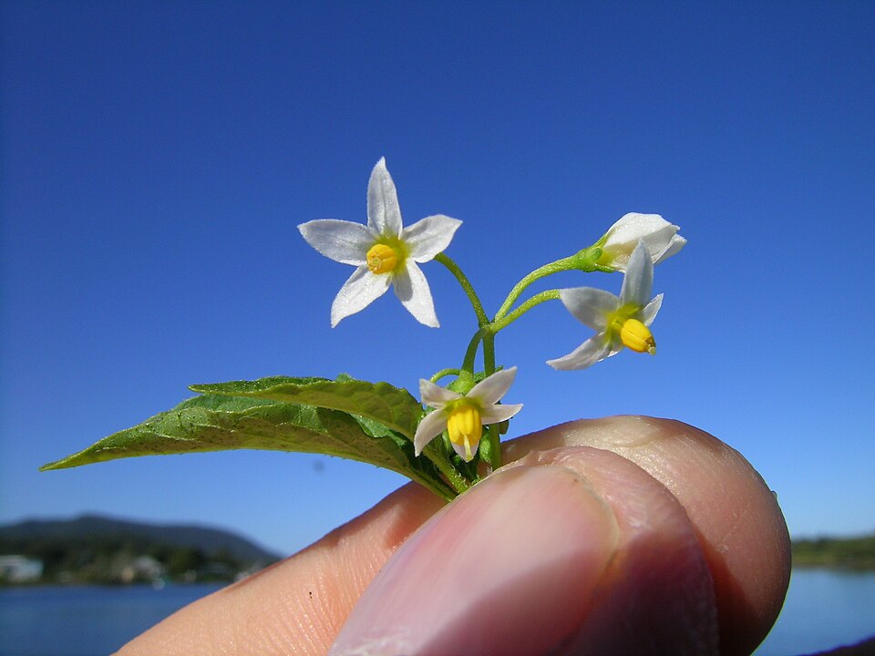 Solanum americanum (American black nightshade)