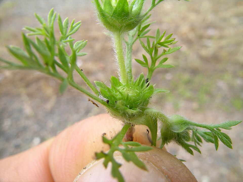 Soliva sessilis (common soliva) (alternate view 3)