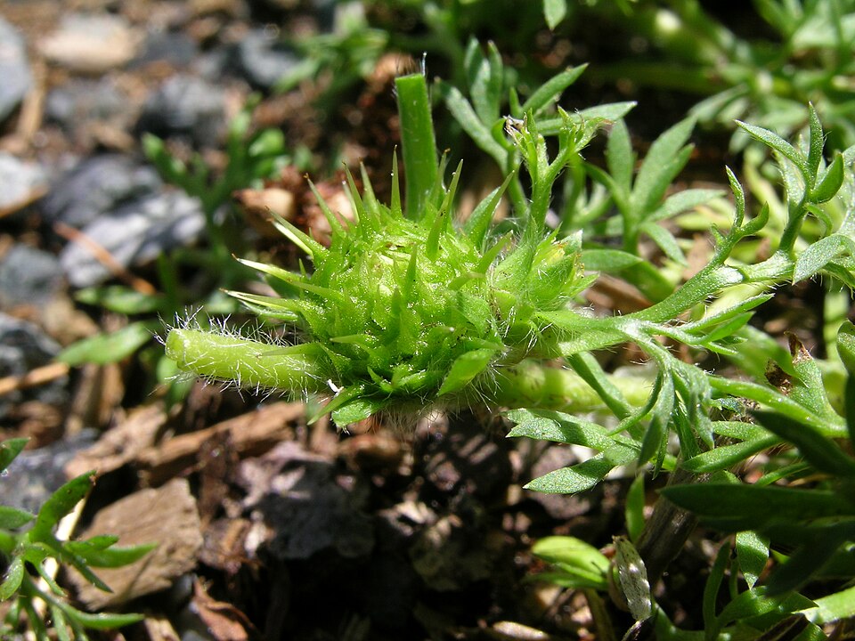 Soliva sessilis (common soliva) (alternate view 4)