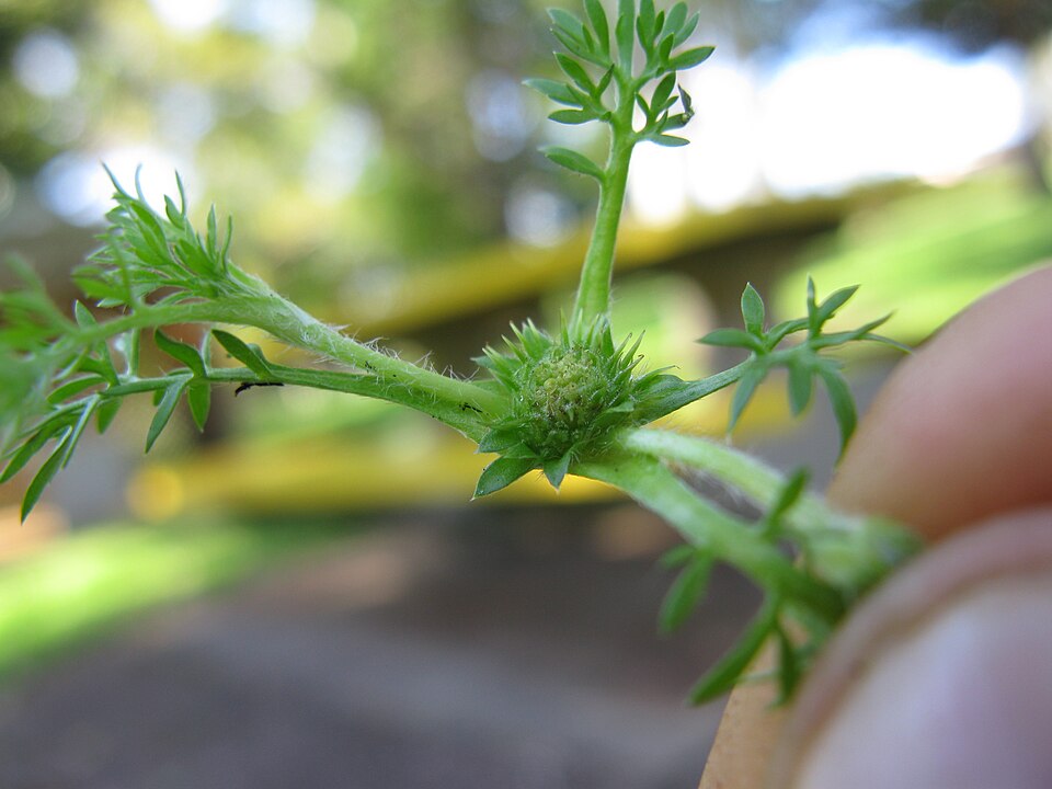 Soliva sessilis (common soliva) (alternate view 5)