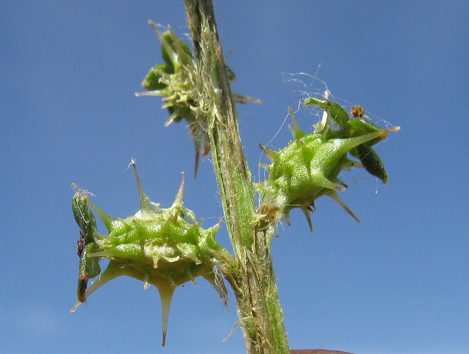 Acaena echinata (Sheep's Burr) (alternate view 6)
