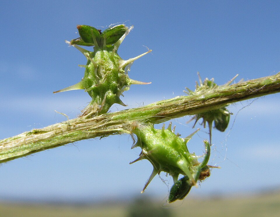 Acaena echinata (Sheep's Burr) (alternate view 7)