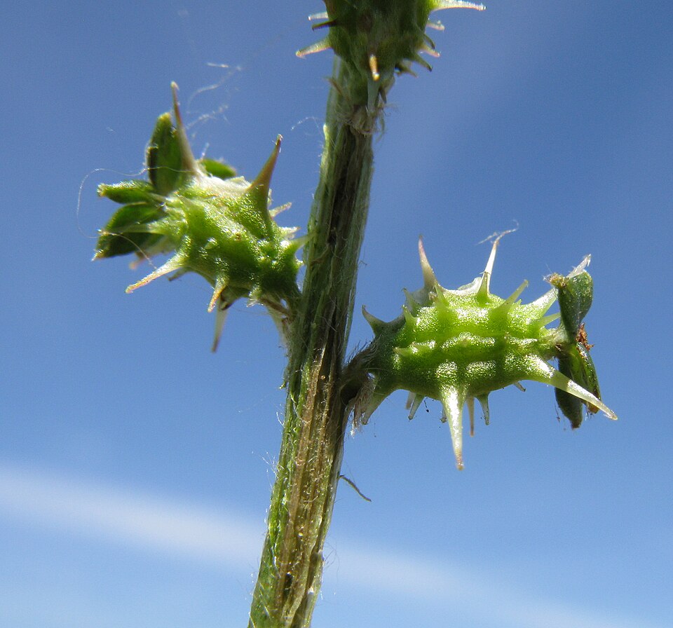 Acaena echinata (Sheep's Burr) (alternate view 8)