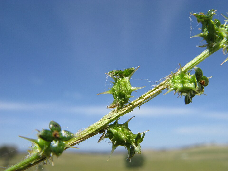 Acaena echinata (Sheep's Burr) (alternate view 9)