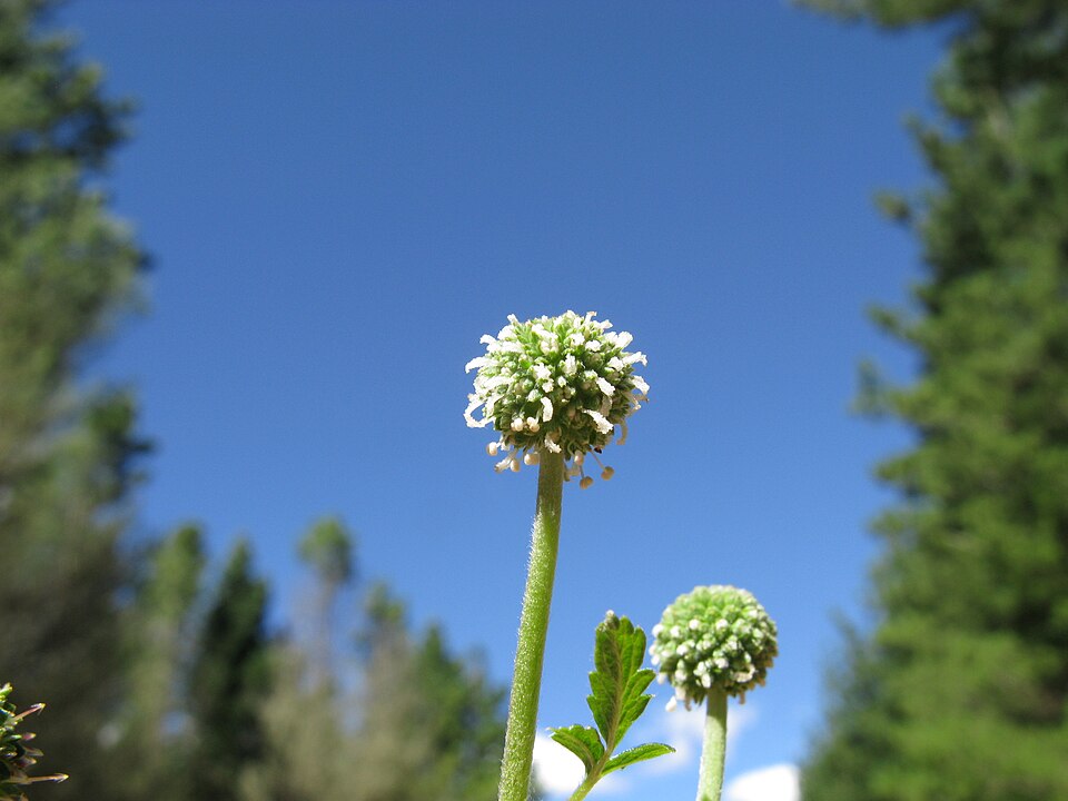 Acaena novae-zelandiae (Biddy-biddy)