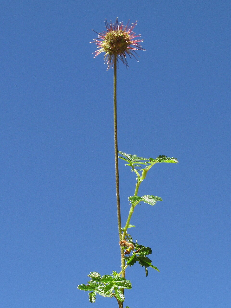 Acaena novae-zelandiae (Biddy-biddy)