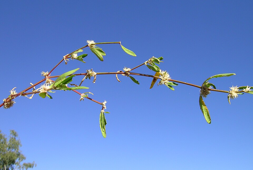 Alternanthera denticulata (Lesser Joyweed) (alternate view 7)