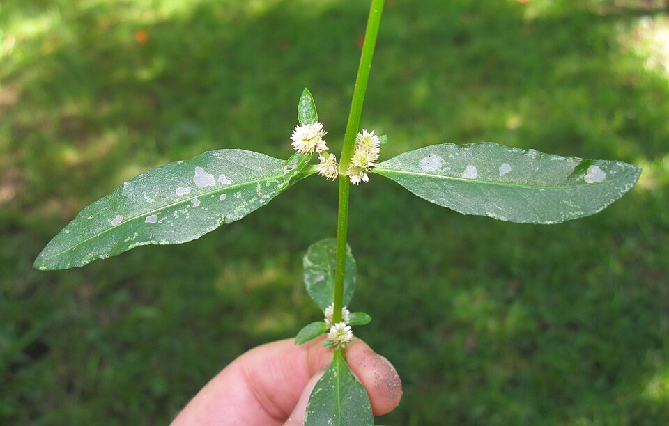 Alternanthera denticulata (Lesser Joyweed) (alternate view 8)
