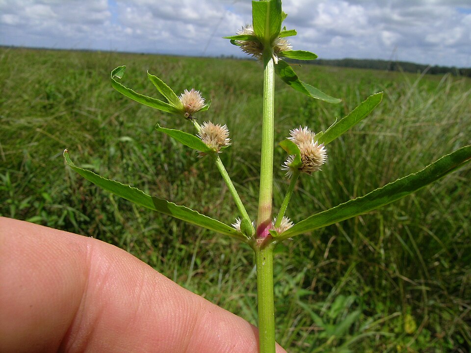 Alternanthera denticulata (Lesser Joyweed) (alternate view 9)