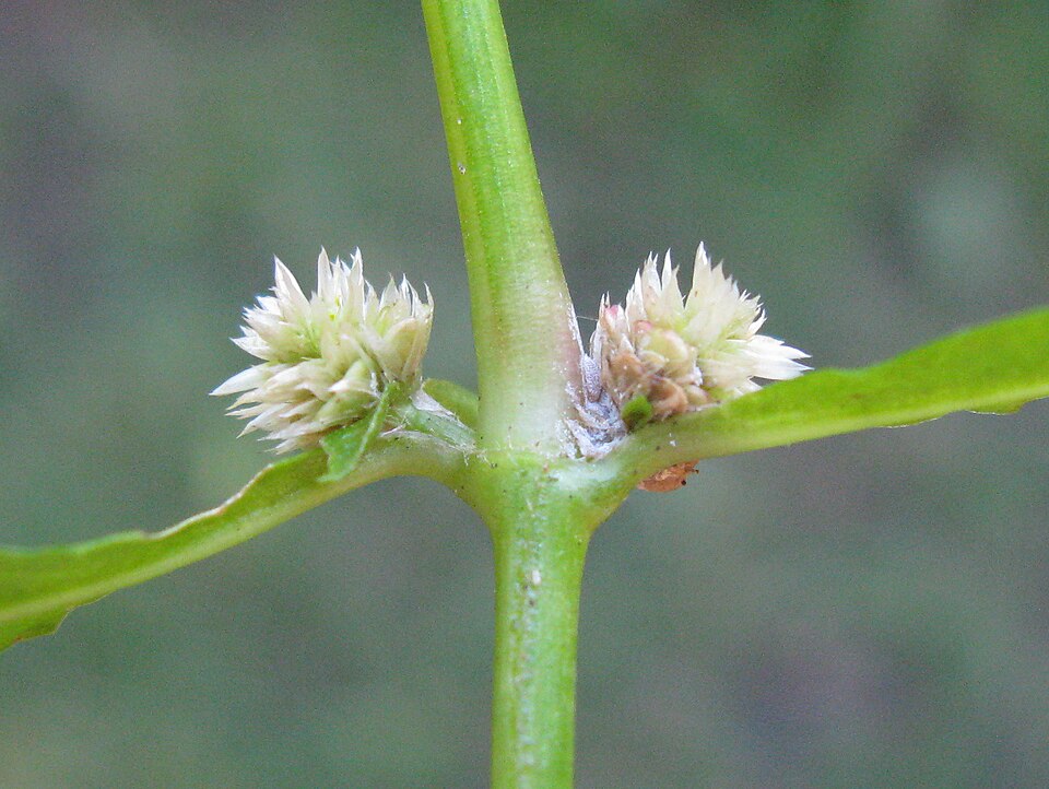 Alternanthera denticulata (Lesser Joyweed) (alternate view 10)