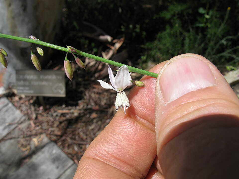 Arthropodium milleflorum (pale vanilla lily) (alternate view 2)