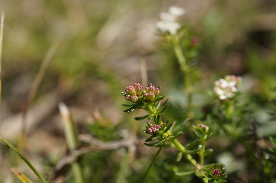 Asperula conferta (Common Woodruff) (alternate view 6)