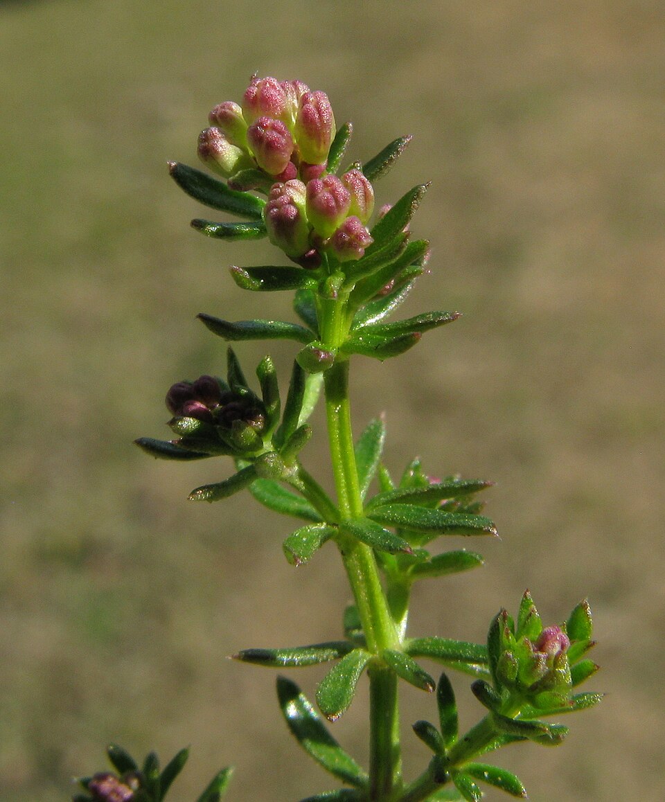 Asperula conferta (Common Woodruff) (alternate view 7)