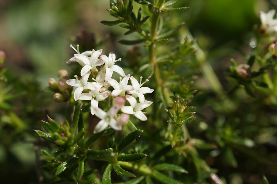 Asperula conferta (Common Woodruff) (alternate view 8)