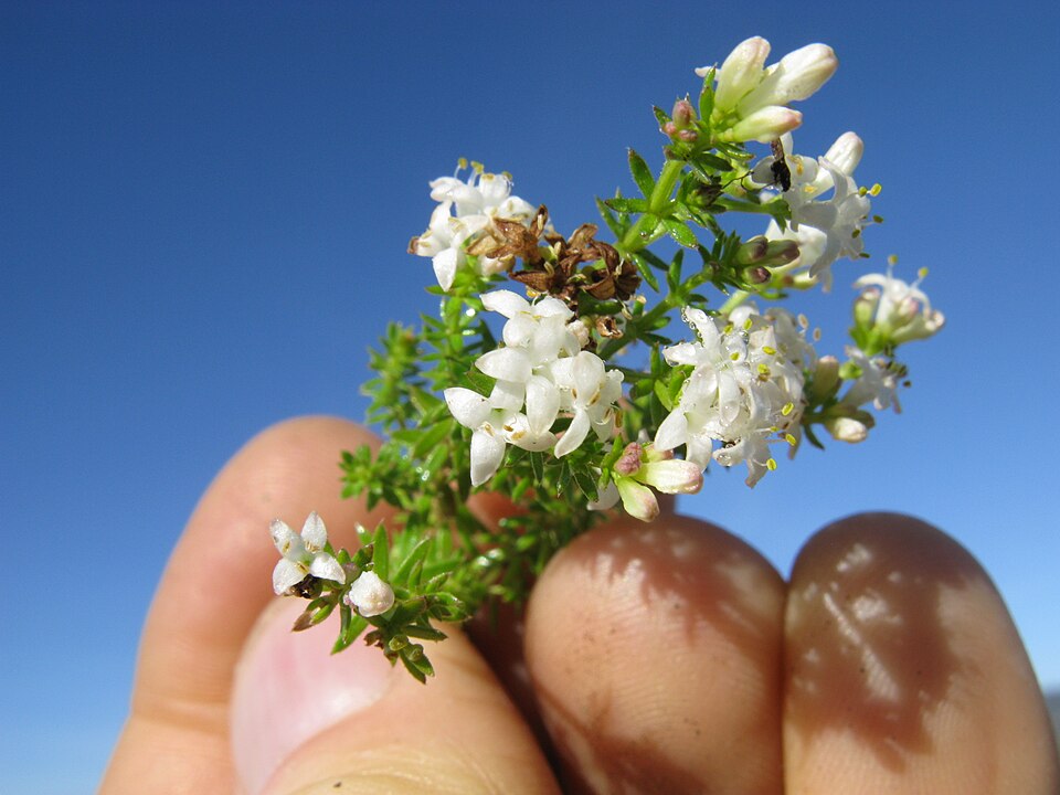 Asperula conferta (Common Woodruff) (alternate view 9)