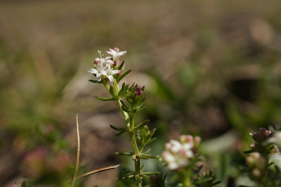 Asperula conferta (Common Woodruff) (alternate view 10)
