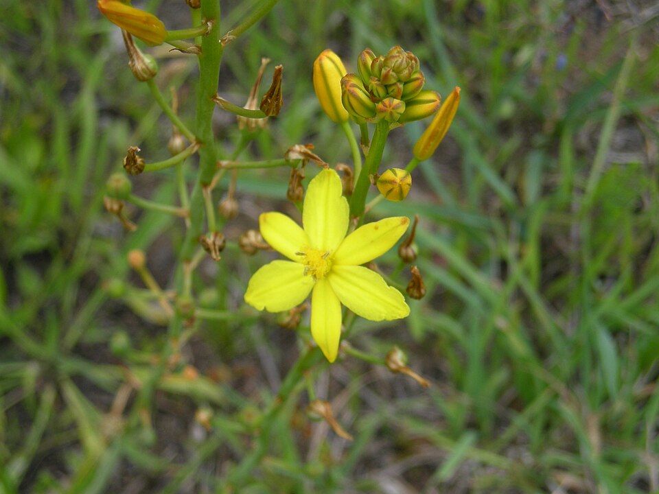 Bulbine bulbosa (Bulbine Lily) (alternate view 4)