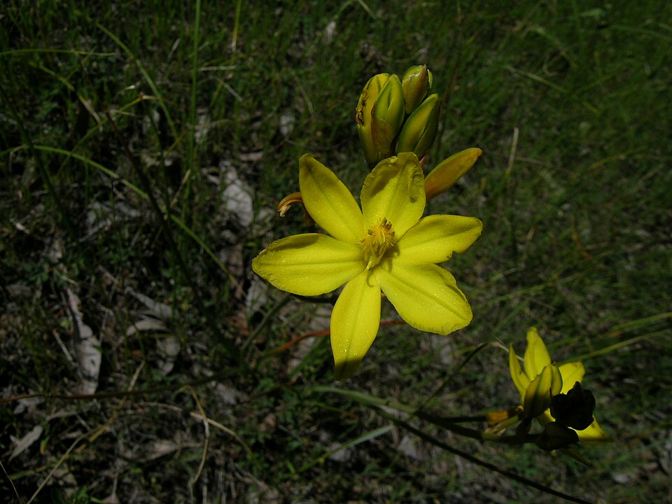 Bulbine bulbosa (Bulbine Lily) (alternate view 5)