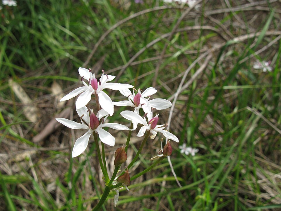 Burchardia umbellata (Milkmaids) (alternate view 3)
