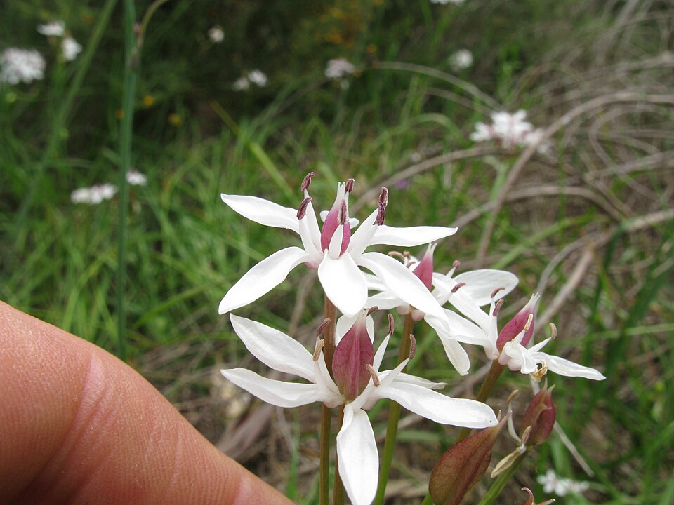 Burchardia umbellata (Milkmaids) (alternate view 4)