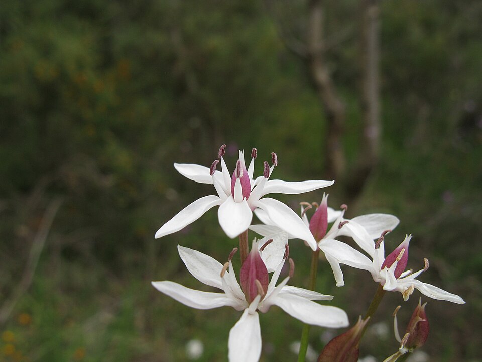 Burchardia umbellata (Milkmaids) (alternate view 5)