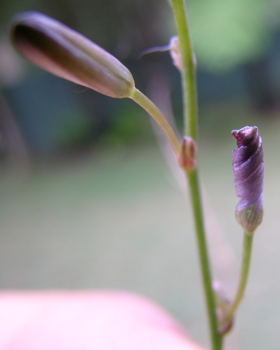 Caesia parviflora (Pale Grass Lily) (alternate view 9)