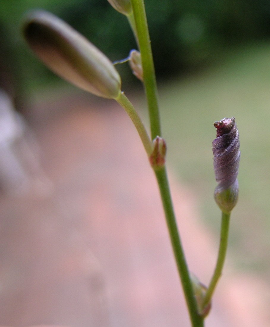 Caesia parviflora (Pale Grass Lily) (alternate view 10)