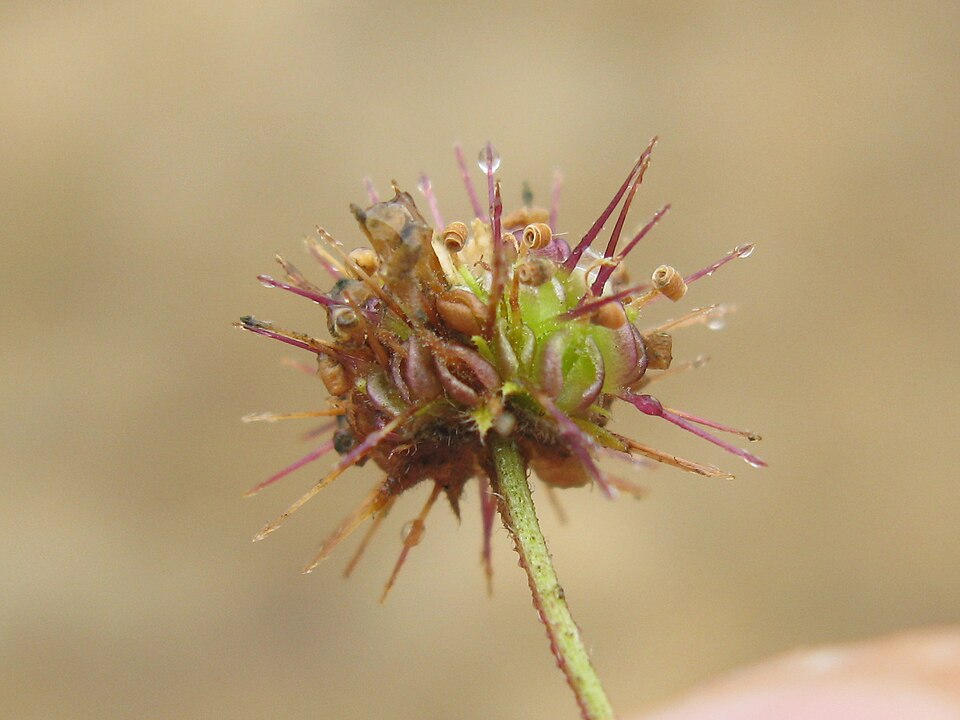 Calotis cuneifolia (Purple Burr-daisy) (alternate view 4)