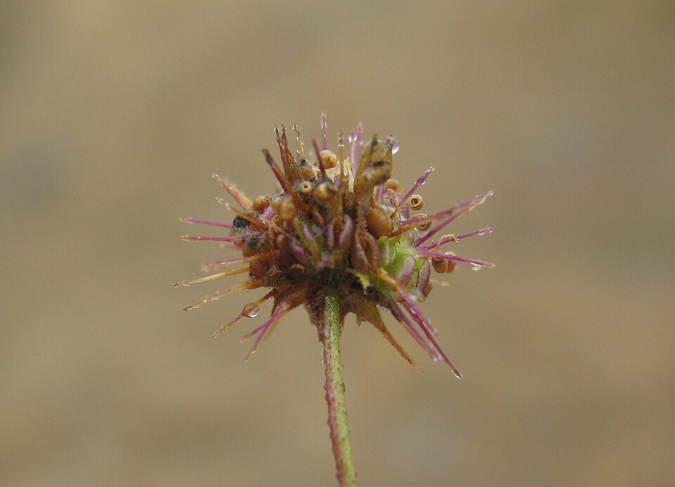 Calotis cuneifolia (Purple Burr-daisy) (alternate view 5)