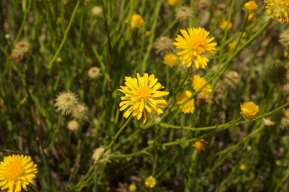Calotis lappulacea (Bur Daisy) (alternate view 6)