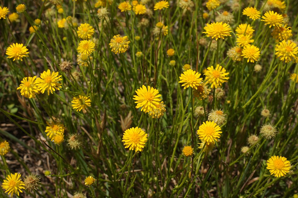 Calotis lappulacea (Bur Daisy) (alternate view 7)