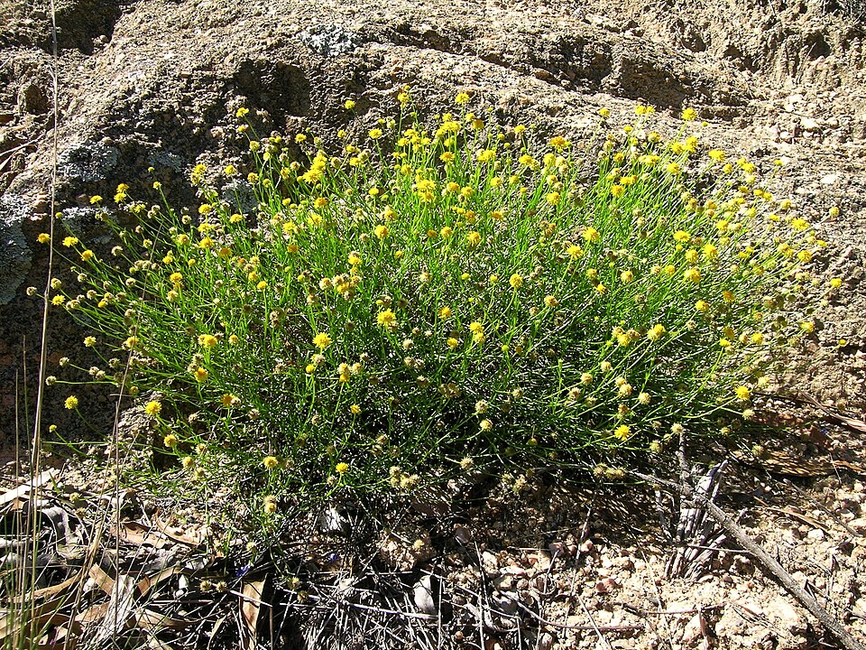 Calotis lappulacea (Bur Daisy) (alternate view 8)