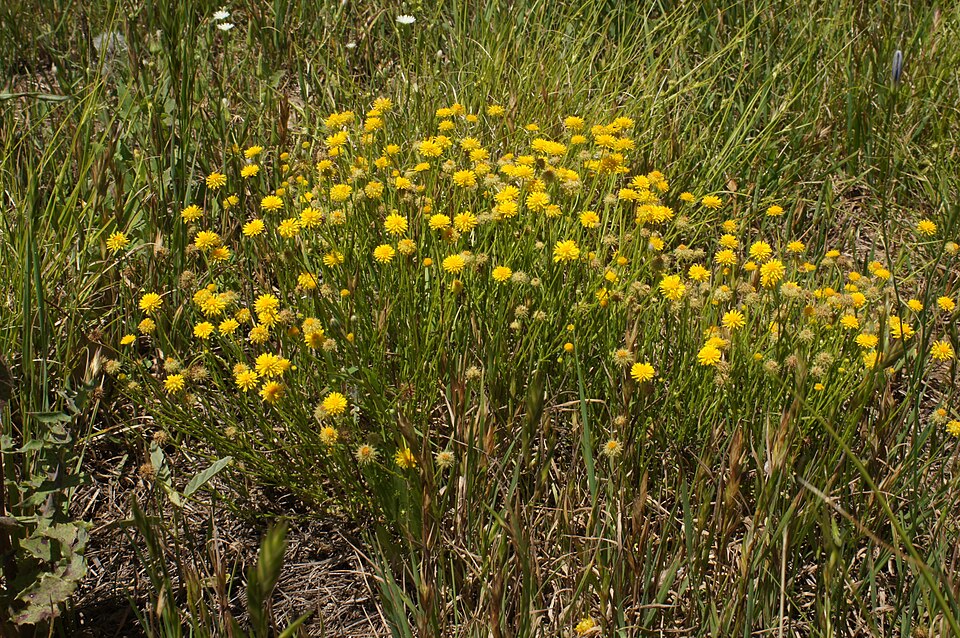 Calotis lappulacea (Bur Daisy) (alternate view 9)