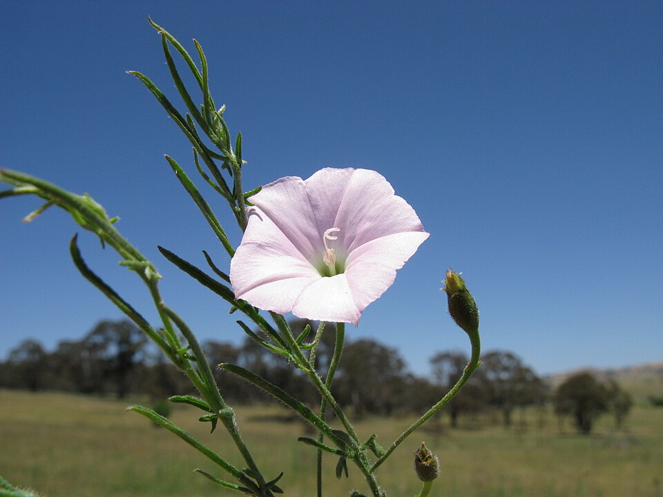 Convolvulus angustissimus (Blushing Bindweed) (alternate view 6)