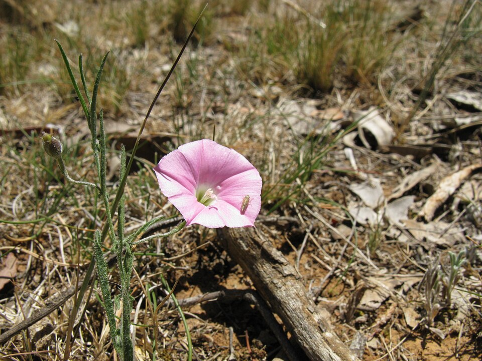 Convolvulus angustissimus (Blushing Bindweed) (alternate view 7)