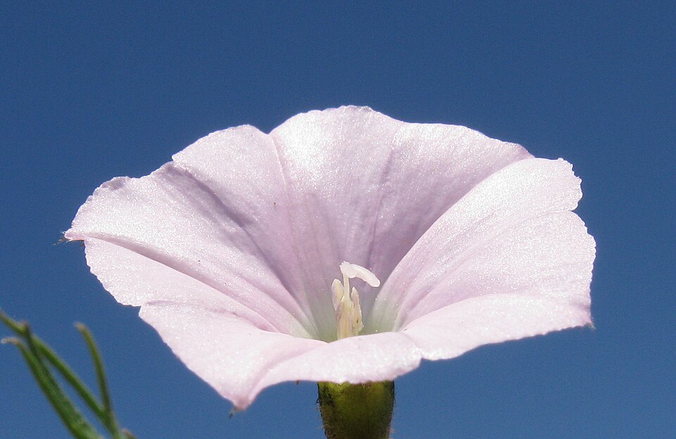 Convolvulus angustissimus (Blushing Bindweed) (alternate view 8)