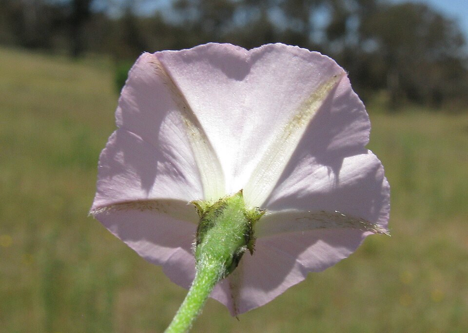 Convolvulus angustissimus (Blushing Bindweed) (alternate view 9)
