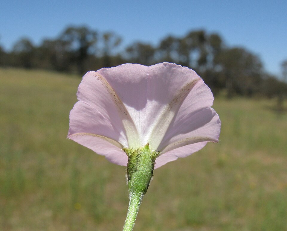 Convolvulus angustissimus (Blushing Bindweed) (alternate view 10)
