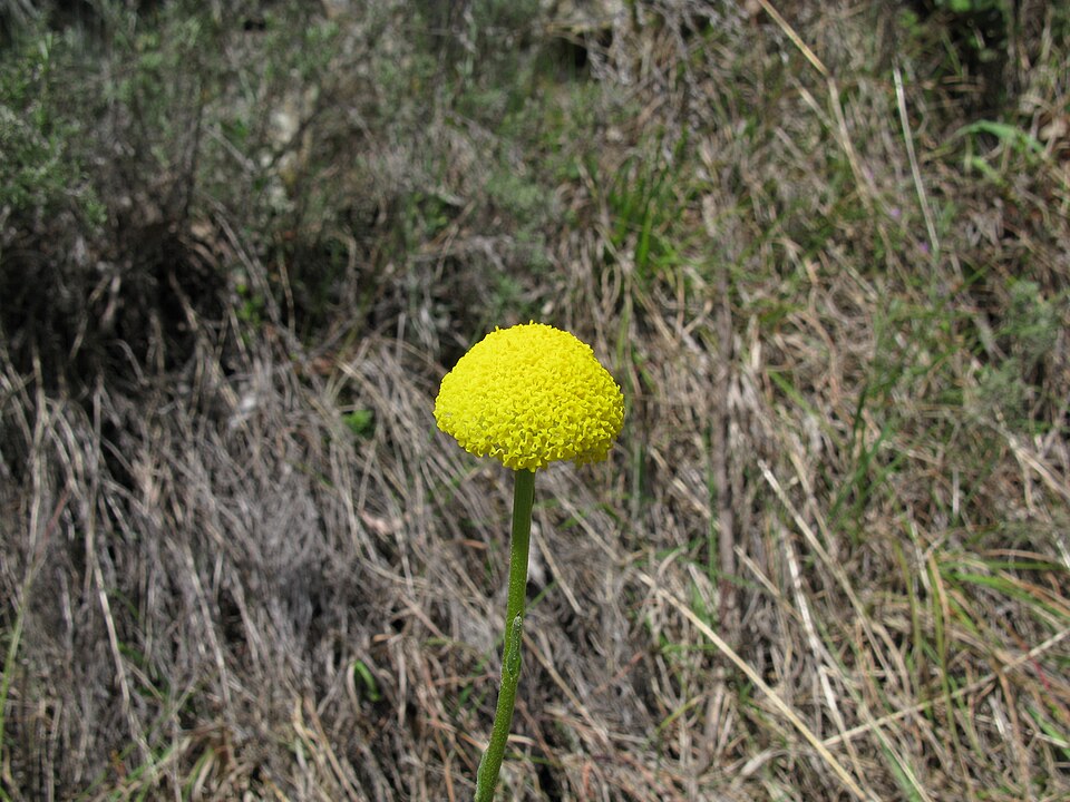Craspedia variabilis (Common Billy buttons) (alternate view 9)