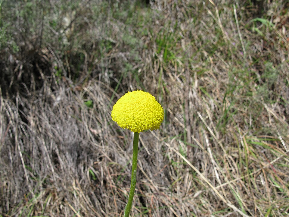 Craspedia variabilis (Common Billy buttons) (alternate view 10)