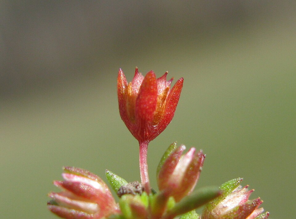 Crassula decumbens (Scilly Pigmyweed) (alternate view 6)