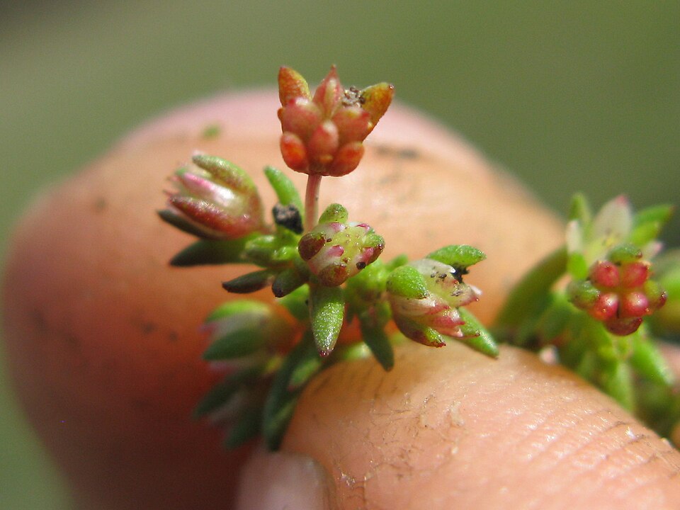 Crassula decumbens (Scilly Pigmyweed) (alternate view 7)